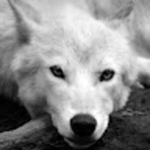 Meet your Posher, Faé